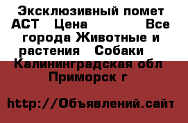 Эксклюзивный помет АСТ › Цена ­ 30 000 - Все города Животные и растения » Собаки   . Калининградская обл.,Приморск г.